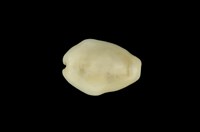 藏品(黃寶螺)的圖片